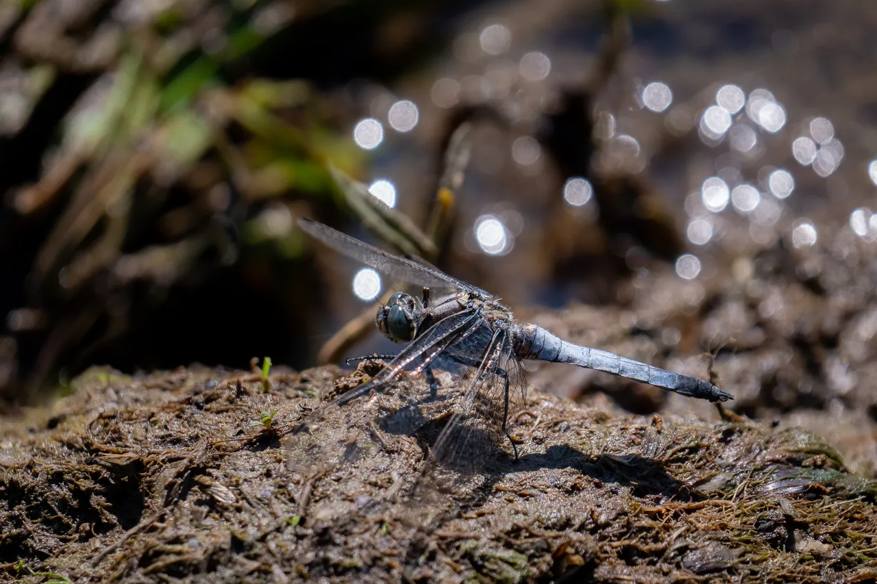 Große Blaupfeil Orthetrum cancellatum_P1937665.jpg