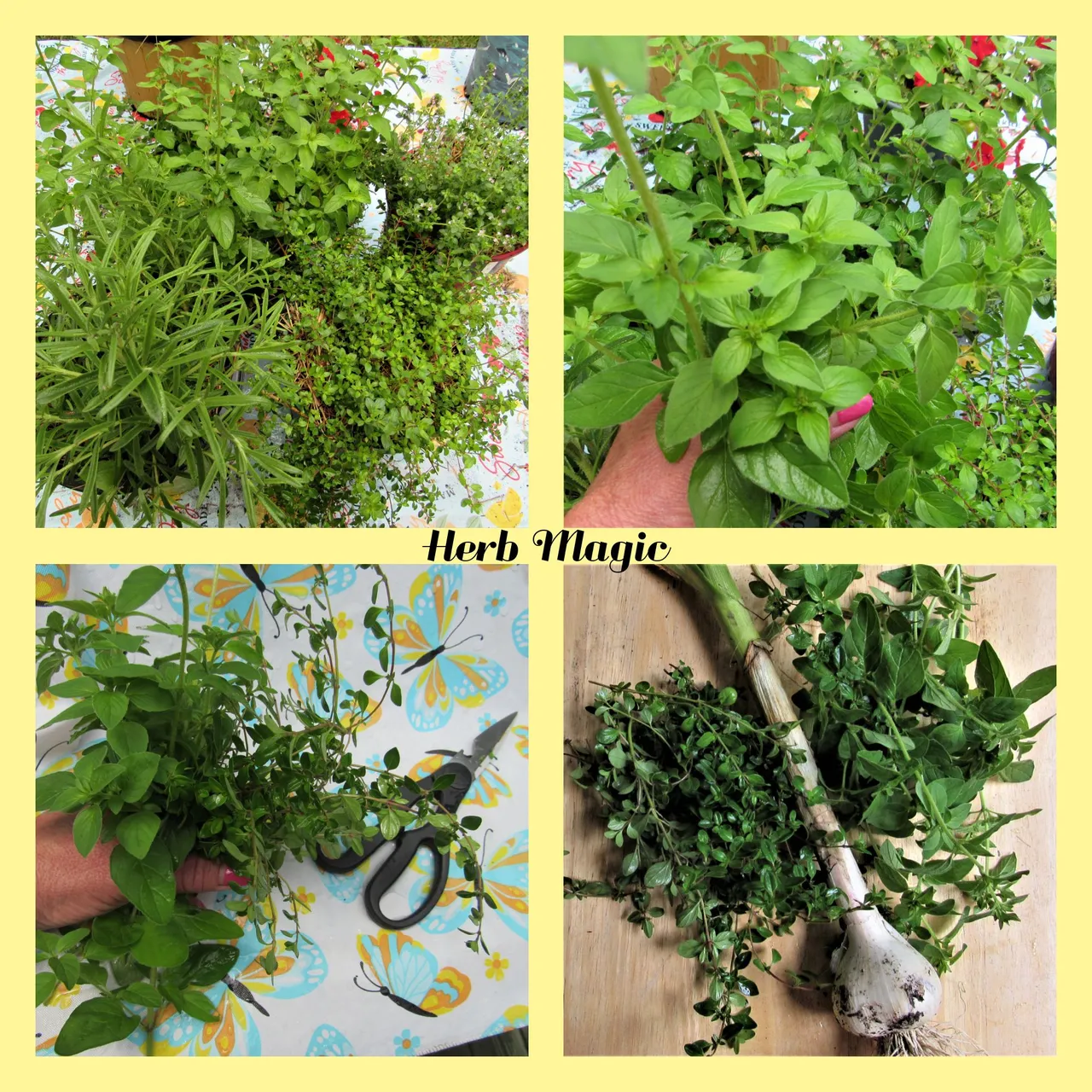 herb collage.png