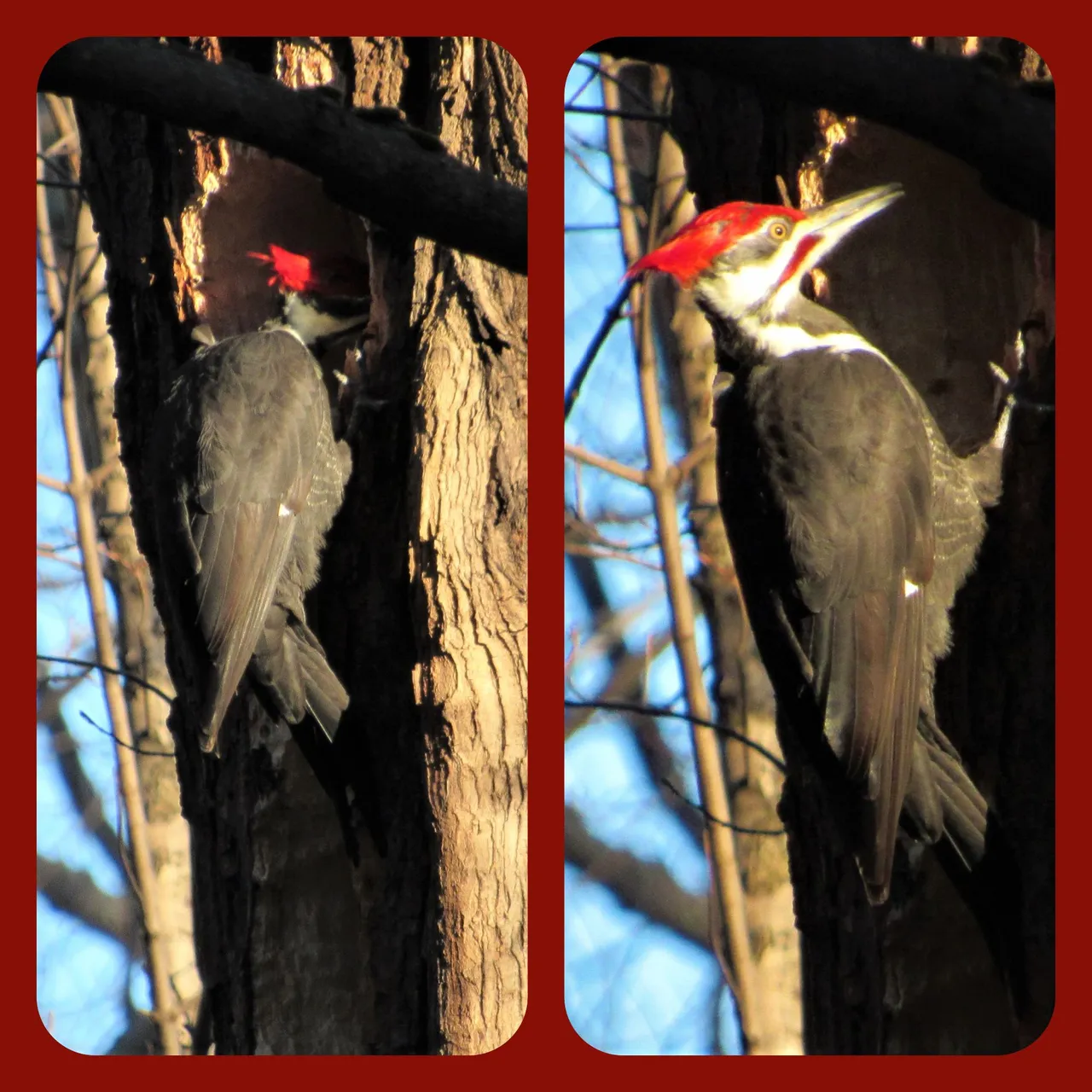 wood pecker.png