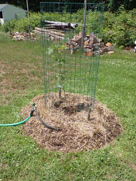 Trees  sugar maple mulched crop July 2020.jpg