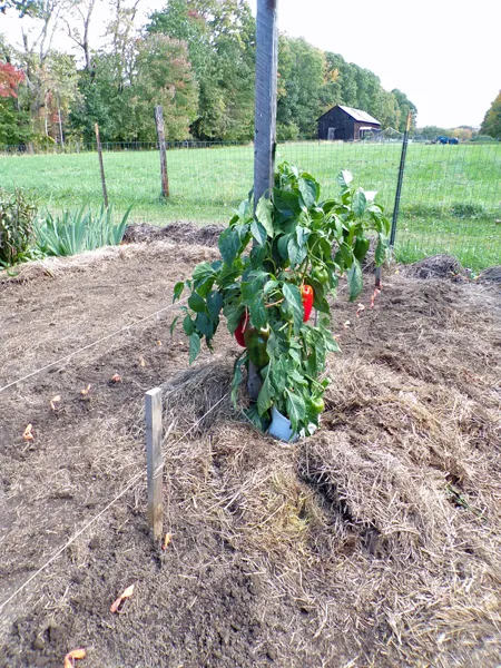 Big garden  Kapija pepper3 crop Oct. 2020.jpg