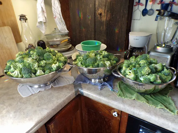 Broccoli  ready to blanch1 crop Oct. 2020.jpg