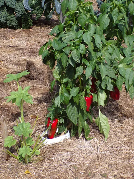 Big garden  Kapija pepper4 crop Oct. 2020.jpg