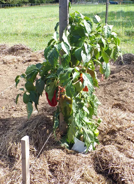 Big garden  Kapija pepper2 crop Oct. 2020.jpg