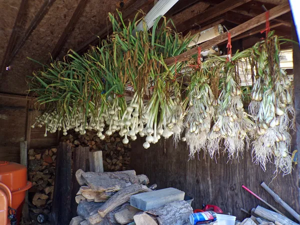 Garlic and shallots hung up crop July 2020.jpg