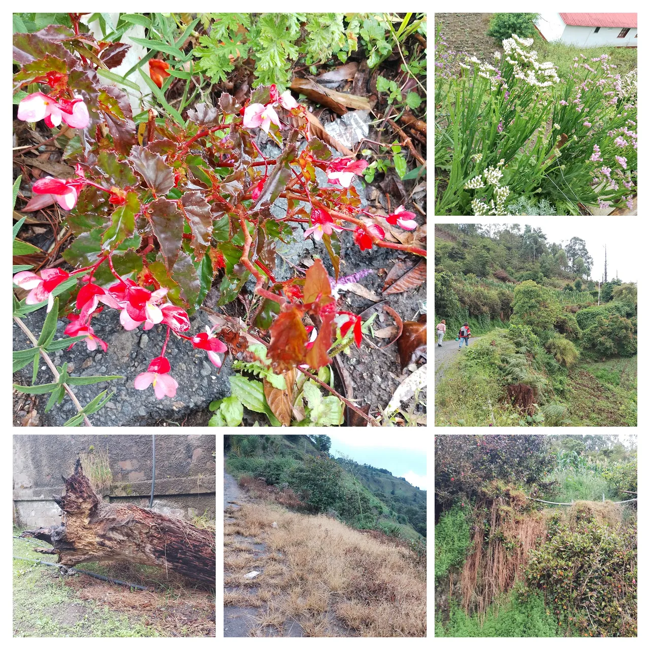 IMG_20250704_131152-COLLAGE.jpg