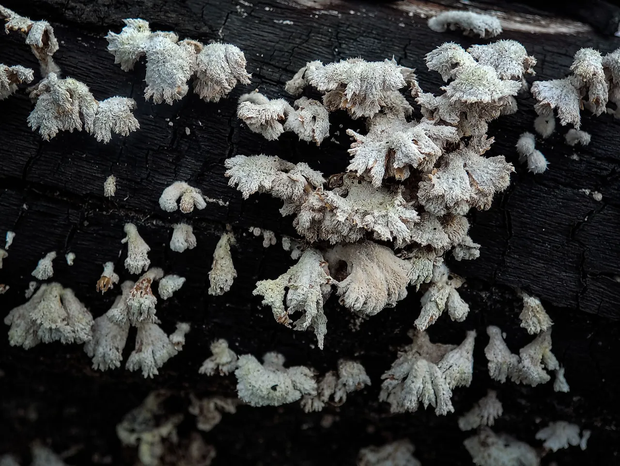 1641416757209 (1).jpg