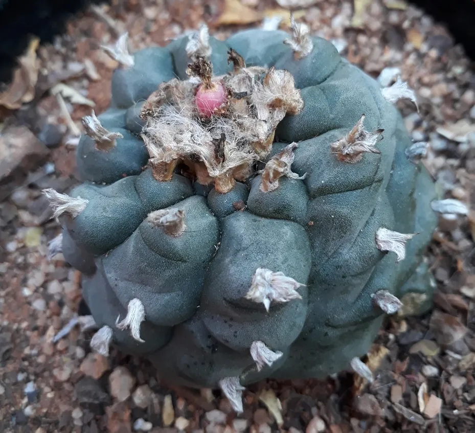 peyote fruit.jpg