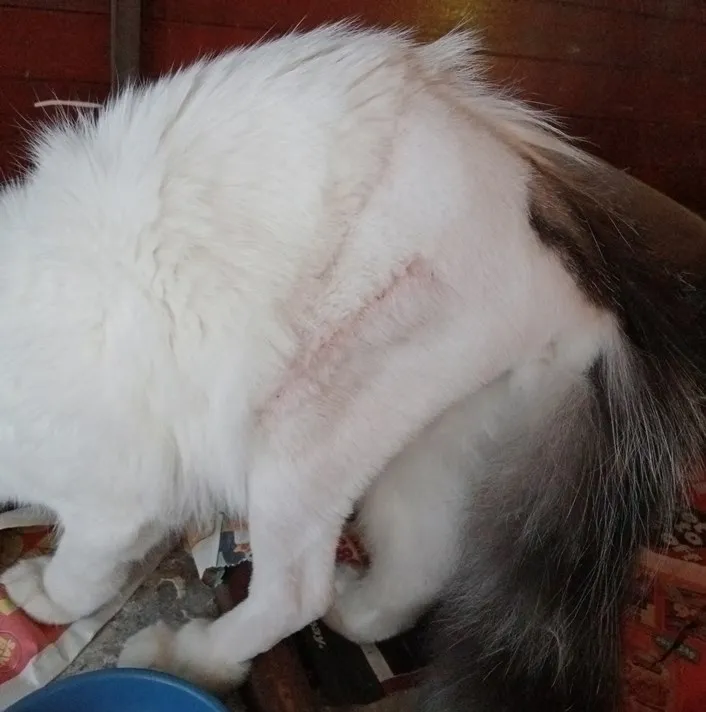 scar.jpg