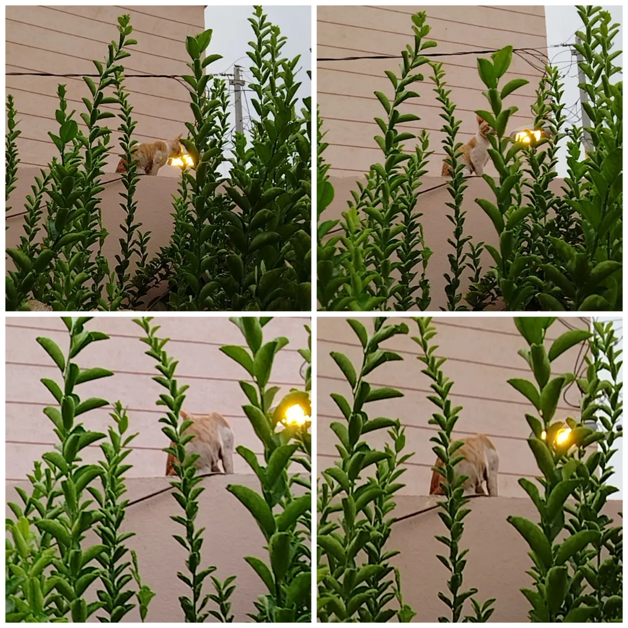 Collage_20230813_124900.jpg