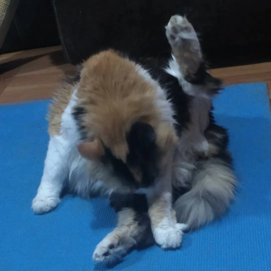 Whisky yoga.jpg