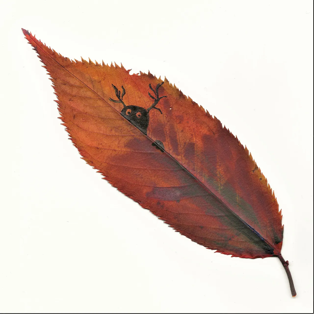 leaf 2