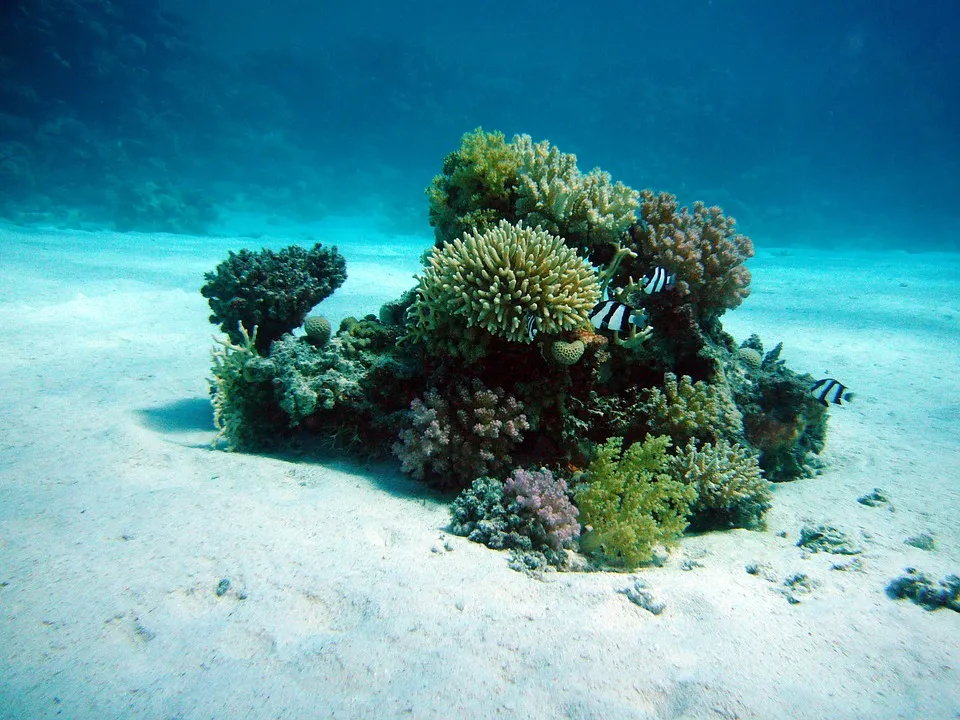 coral-380039_960_720.jpg