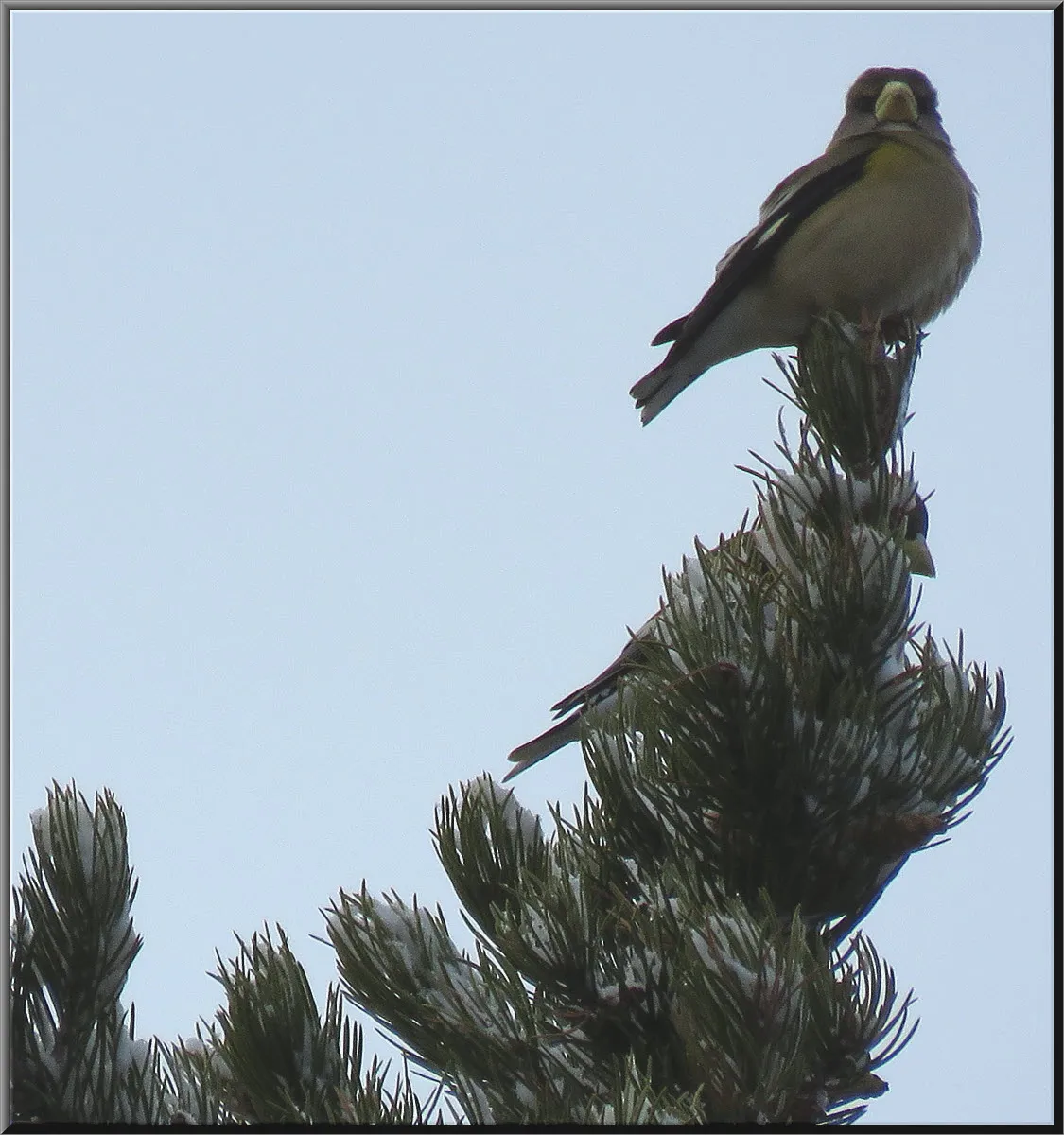 2 female evening grosbeak at top of spruce tree.JPG