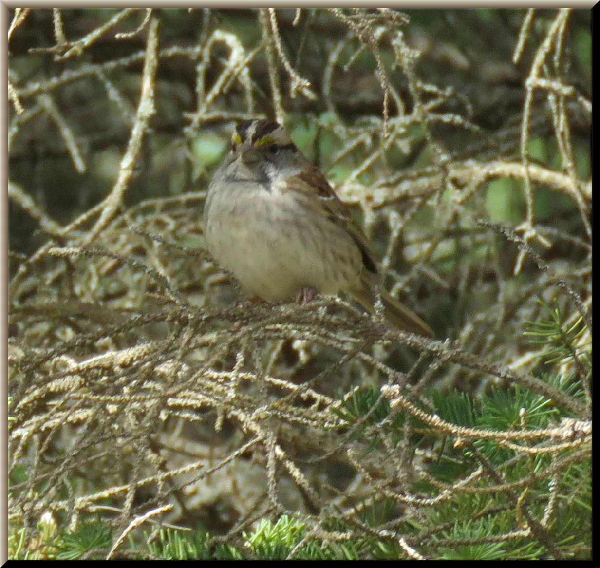 tree sparrow nestled in spruce branches close up.JPG