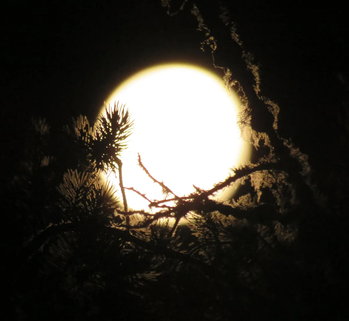 bright orange full moon nestled in pine branches.JPG