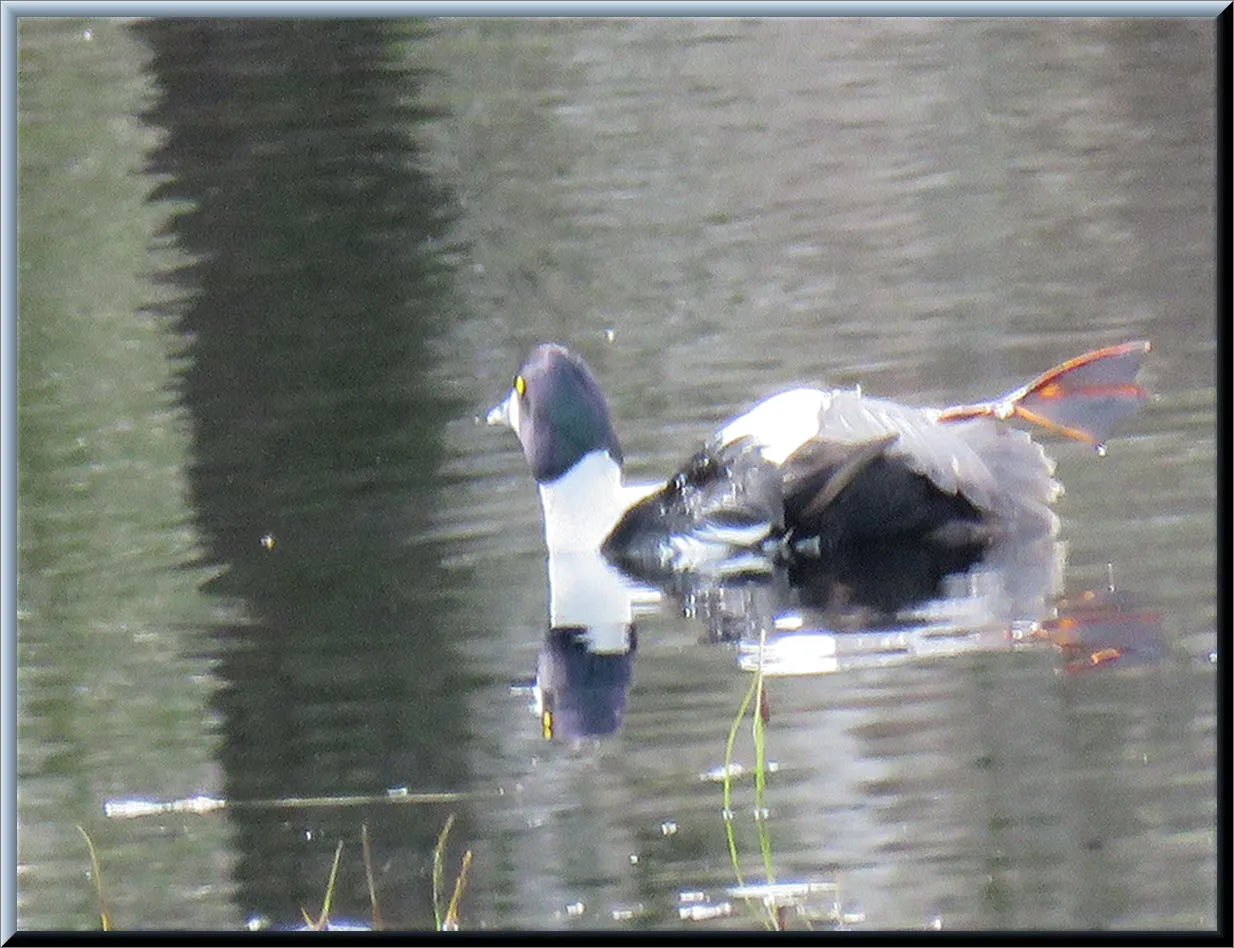 golden eye duck stretching its leg out of water.JPG