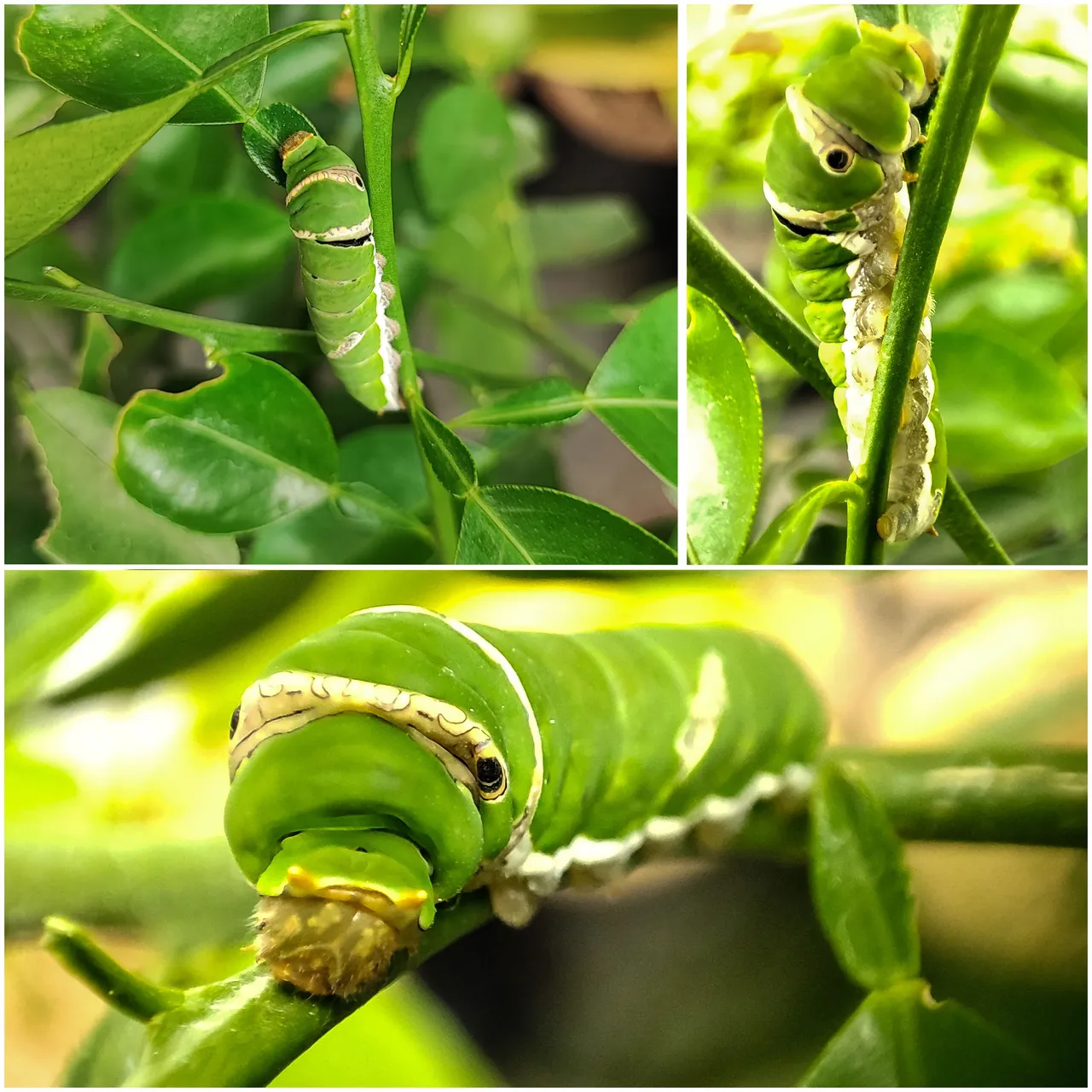caterpillar.jpg