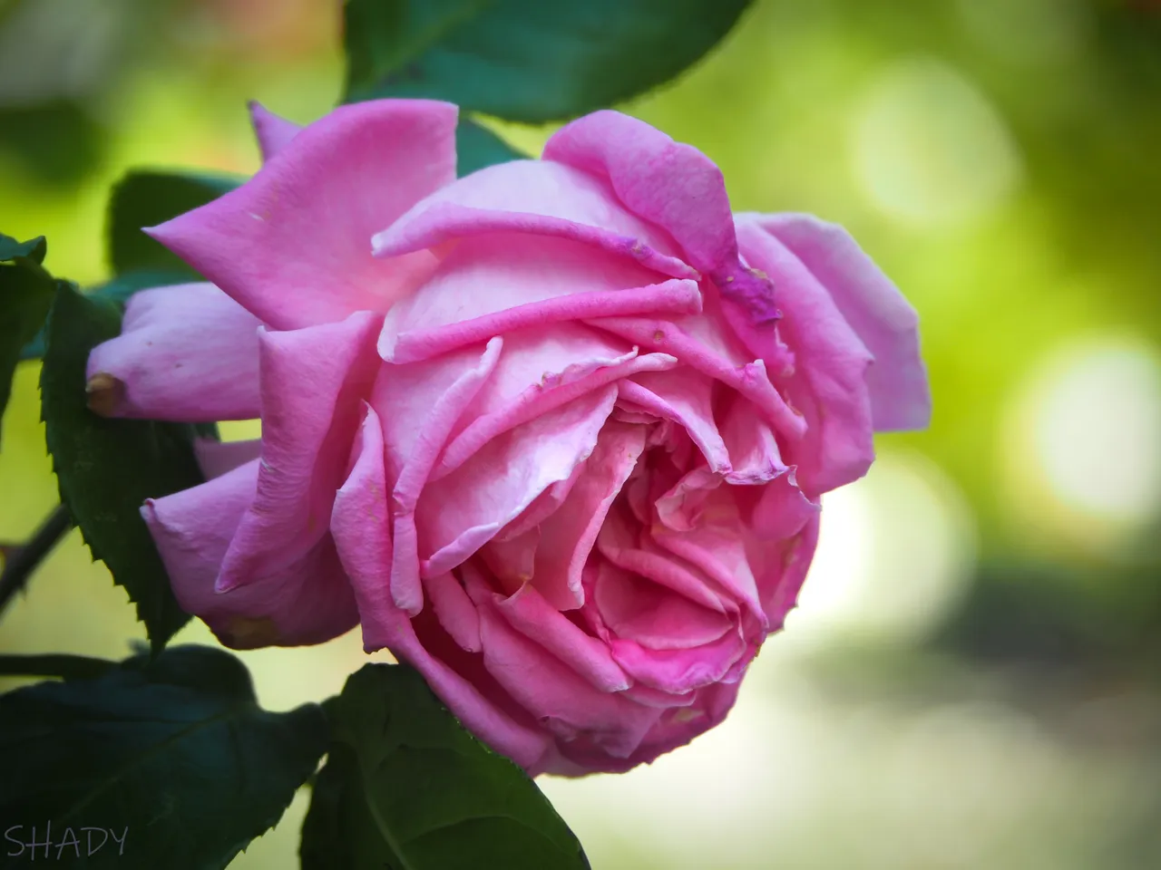 рожева троянда 1.jpg