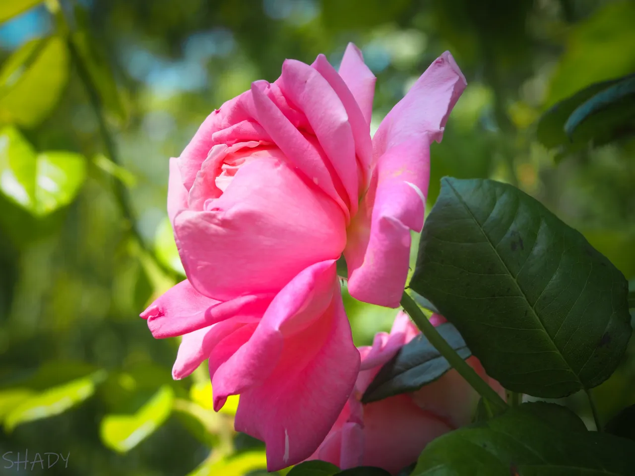 рожева троянда 2.jpg