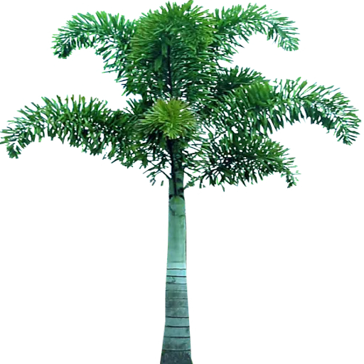 purepng.com-palm-treepalm-treefeather-leavedfan-leavedevergreen-leavestropical-tree-14115270717562pidw.png
