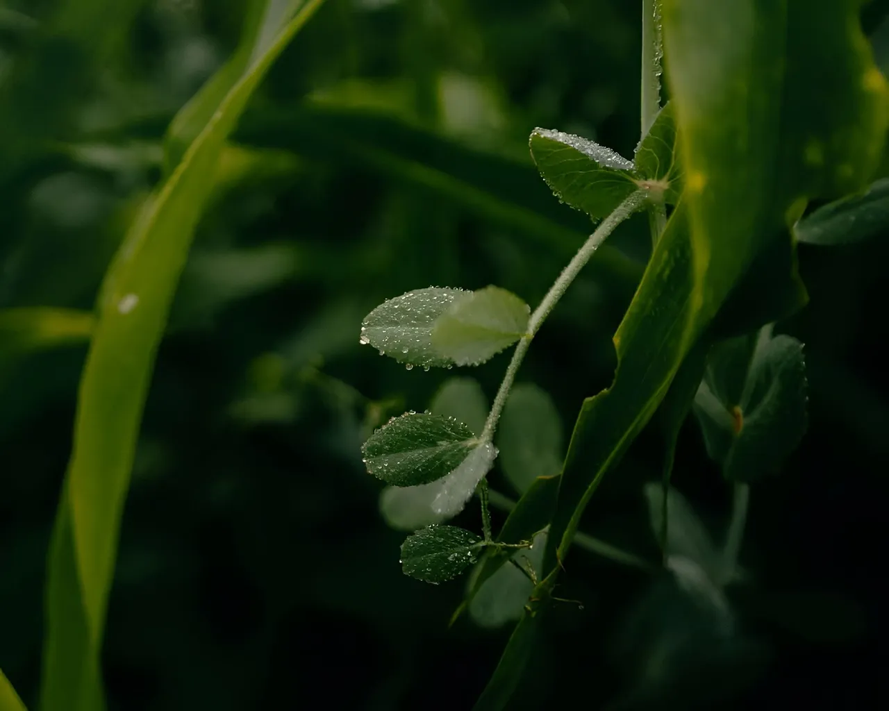 1000620145.jpg