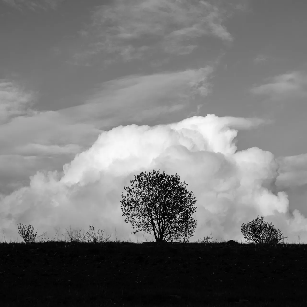 DSC_6530.jpg