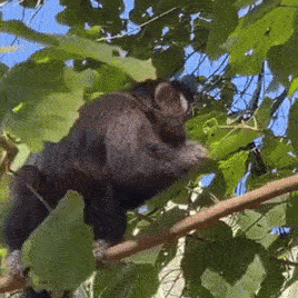 monkey.gif