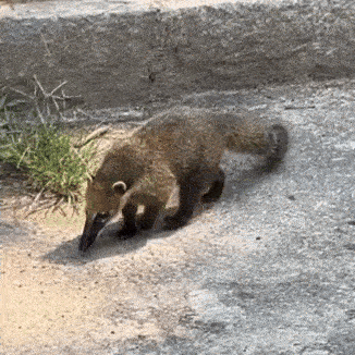 South American Coati