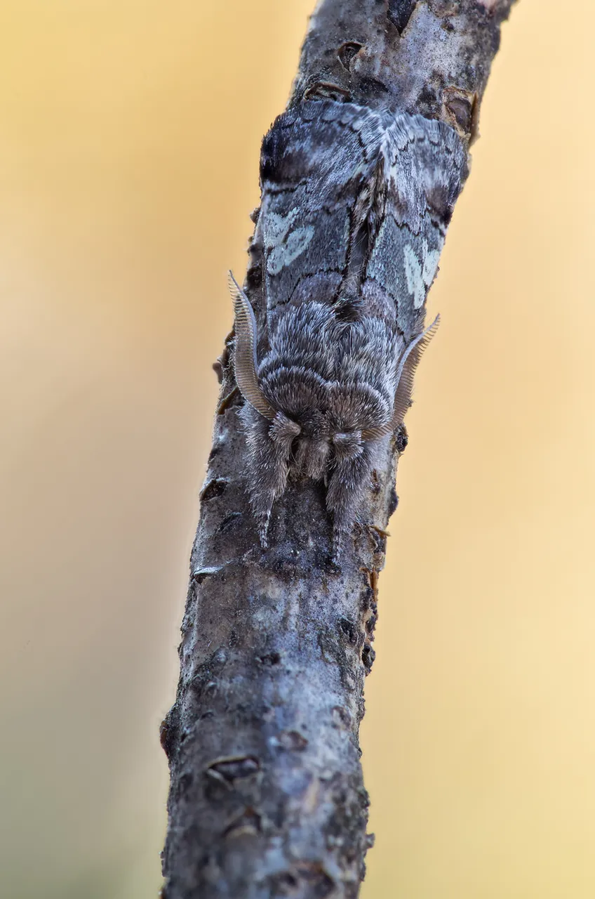 Blaukopf Diloba caeruleocephala_CI4A59559_HFBF.jpg