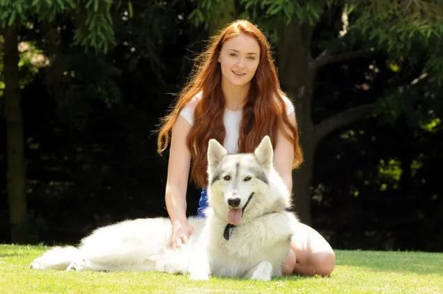 Sansa direwolf