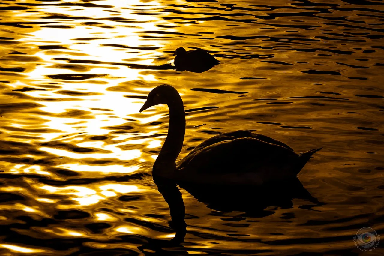 Swan Sunset Silhouette