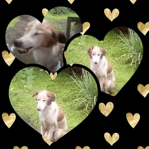 CollageMaker_202142201758697-compressed.jpg