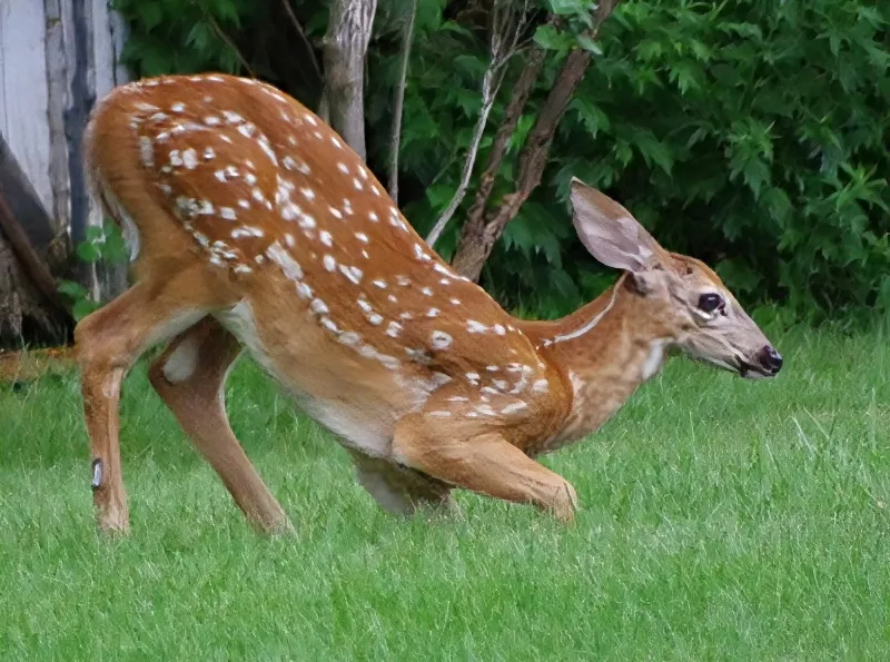 amazing-nature-photography-deer-6 (1).jpg