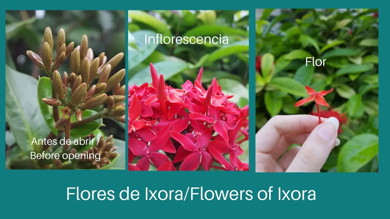 Flores de IxoraFlowers of Ixora.jpg
