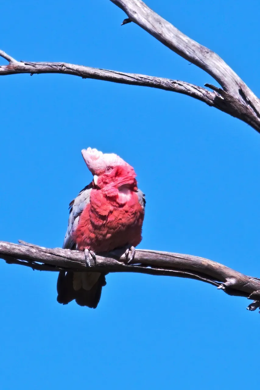 20201202 Galah parrot HS Social.jpg