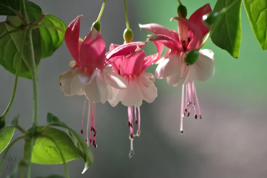 ballerina stamen contest sunscape.jpg