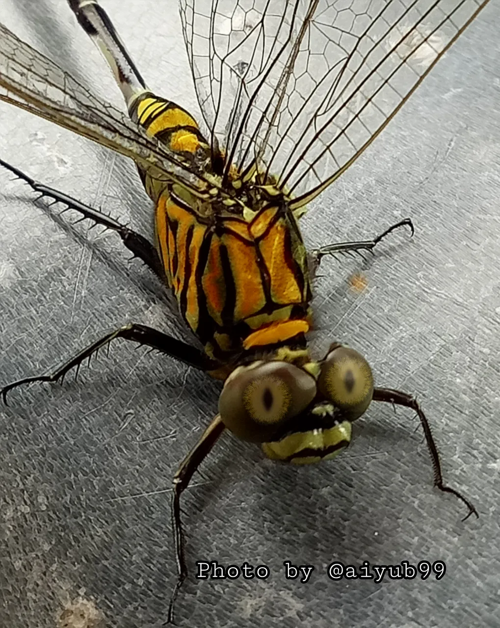 https://s3.us-east-2.amazonaws.com/partiko.io/img/aiyub99-partiko--macrophotography07---86o4zq4miu-1535160581245.png