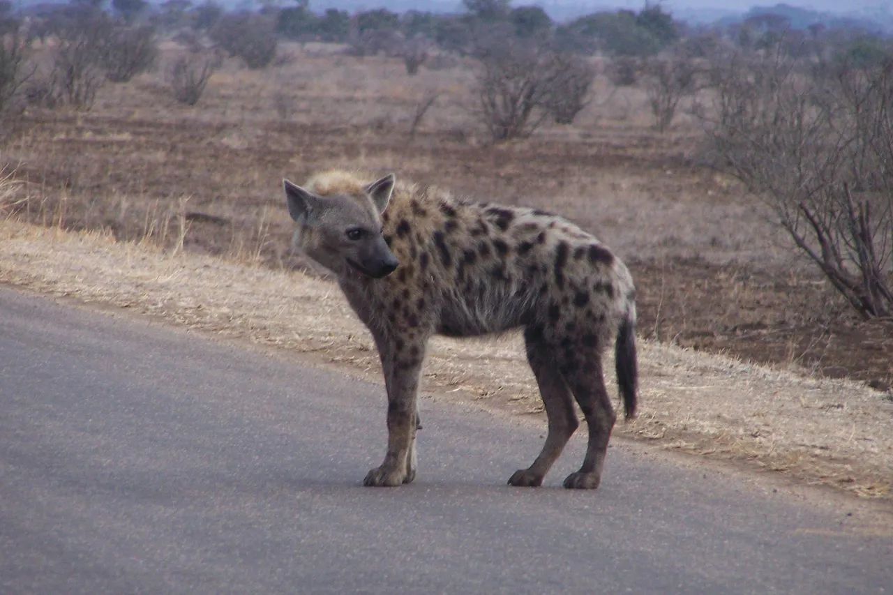 KNP Satara-Lower Sabi 2009 096.JPG
