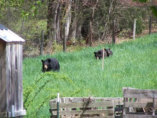 Bear and cubs4 crop May 2018.jpg