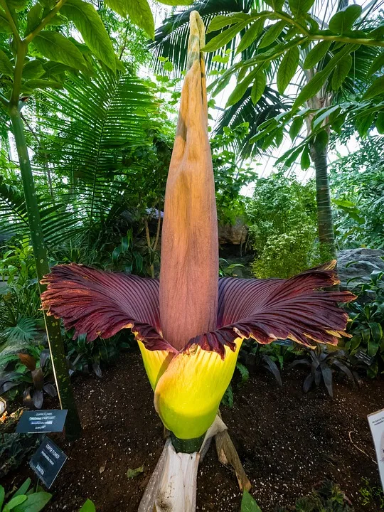 amorphophallus-titanum-2443620_960_720.jpg