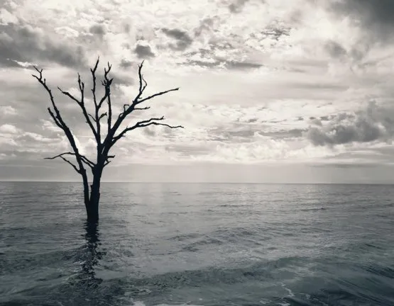 found-a-very-lonely-tree-today_preview.jpg