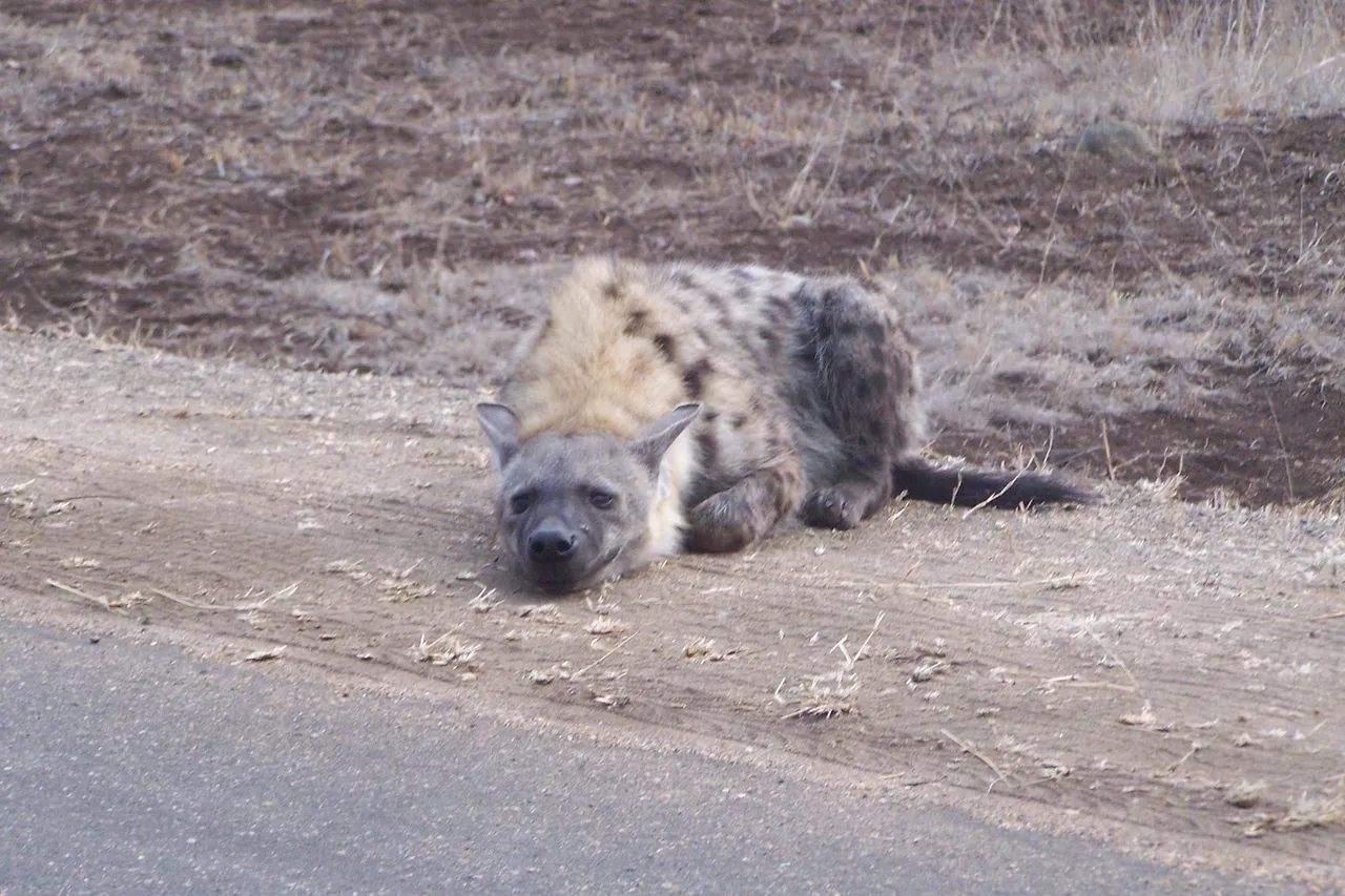KNP Satara-Lower Sabi 2009 099.JPG