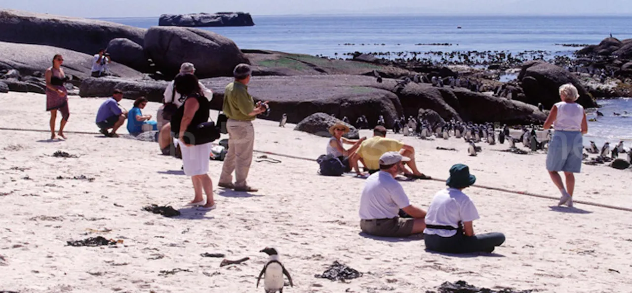 penguin-simon-town-day-tours_banner_03.jpg