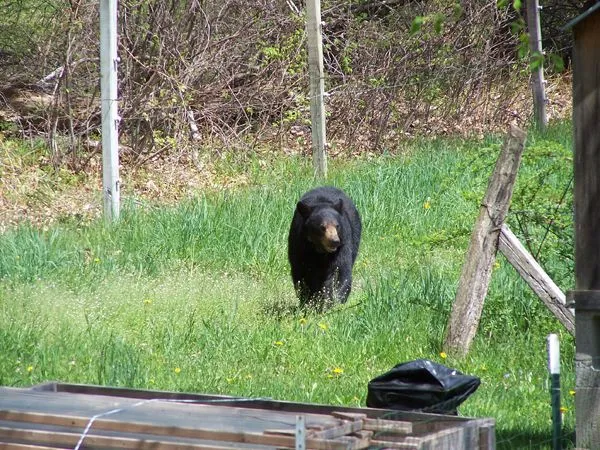 Bear and cubs5 crop May 2018.jpg