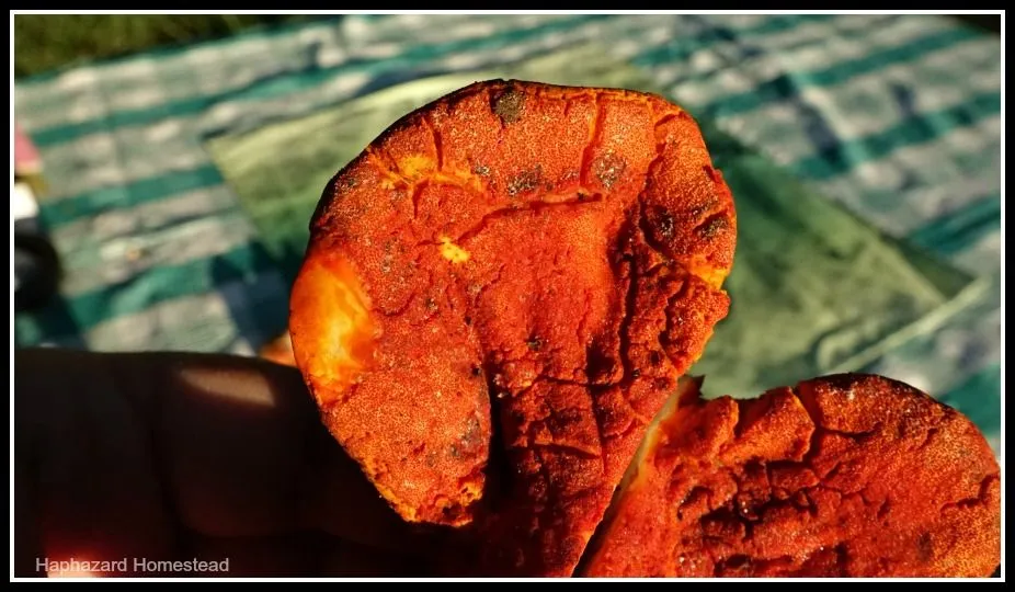 x lobster mushrooms how to 6.jpg