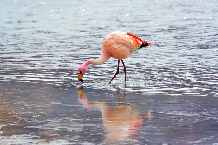 uyuni_flamingo_reflection_ice_reduced1.jpg