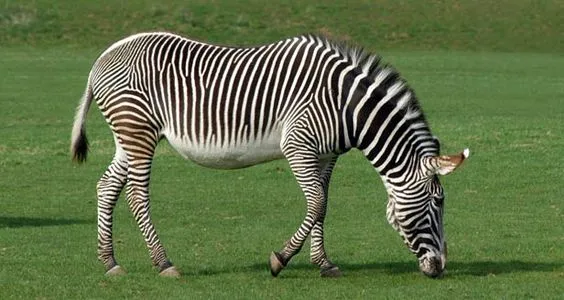 Download-zebra-hd-incredible-wallpaper.jpg