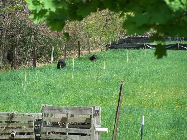 Bear and cubs1 crop May 2018.jpg