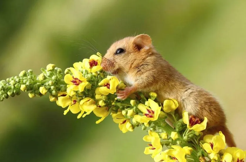 dormouse-hugging-flowers.jpg.838x0_q80.jpg